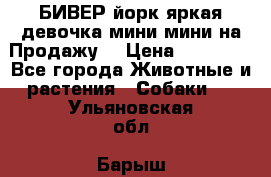 БИВЕР йорк яркая девочка мини мини на Продажу! › Цена ­ 45 000 - Все города Животные и растения » Собаки   . Ульяновская обл.,Барыш г.